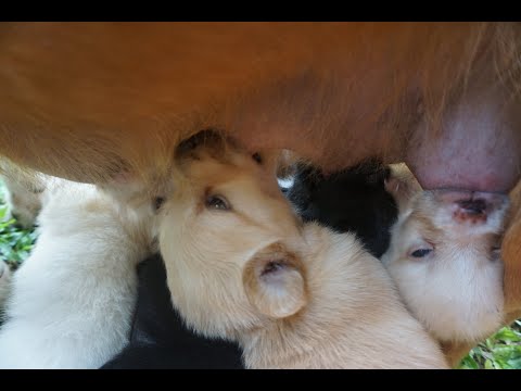 Anak anjing lucu nan menggemaskan berebut untuk menyusu