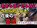 【やる事は3つ】クリスマスローズは花後の管理が特に重要です　　　【園芸】【ガーデニング】【花後の管理】