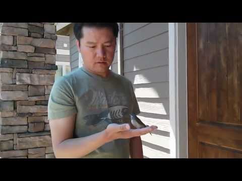 The bird whisperer - birds talk to me