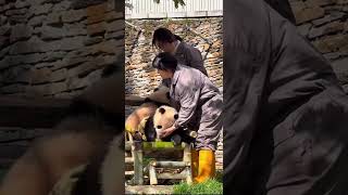 Zookeepers Check Jiamei Babies Body