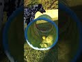 ЁЯШЬЁЯШНЁЯО Dogshorts Puppy Cuteanimal Dachshund Cutepuppy Cutepet Dalmatian ЁЯШЬЁЯШНЁЯО Dogshorts Puppy Cuteanimal Dachshund Cutepuppy Cutepet Dalmatian