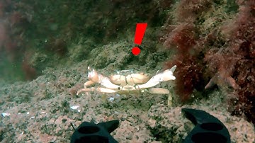 Exploring abandoned harbor - Crab attack | Underwater Drone (Fifish v6s)