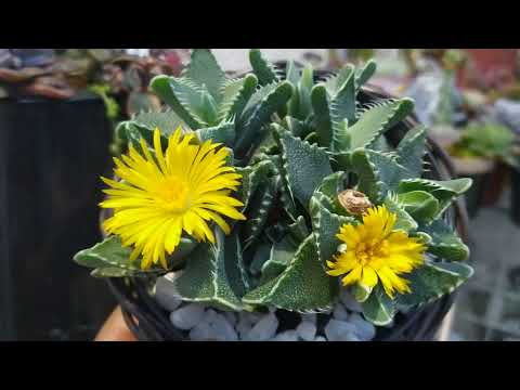 Vídeo: Faucaria Suculentas – Aprenda a cultivar uma planta de mandíbulas de tigre