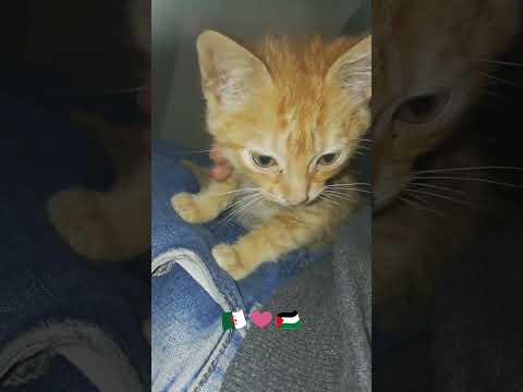 سيمبا قادم سيمبا جاء القط سيمبا Simba 