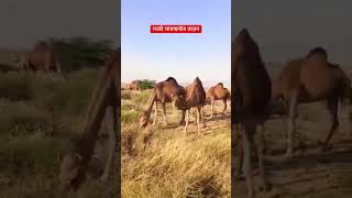 হায় রে প্রবাস জীবন | প্রবাসী জীবনের সবচেয়ে কস্টের ভিডিও 😭😭 #shorts #viral #trending #প্রবাসী