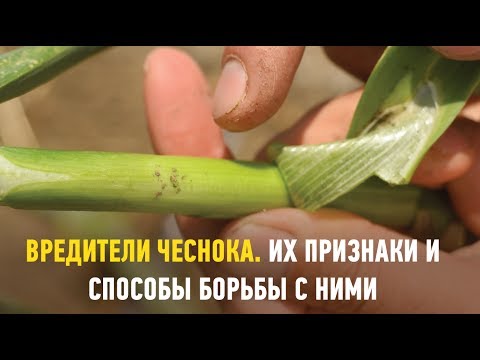 Видео: Чесночный спрей от вредителей - узнайте об использовании чеснока для борьбы с вредителями