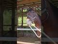 【2024.09.29④】なかにはこんな子も！競馬を引退し、肥育場で過ごす馬。#horse #引退馬 #引退競走馬 #馬
