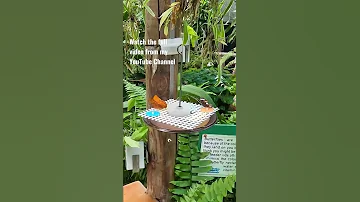 Kuranda Village Travel Guide Cairns Australia Kuranda Kurandavillage Cairns Travel Viral 