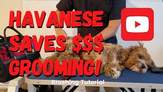 6 min. DIY Proper brushing tutorial. An essential part of dog grooming. (Short version)
