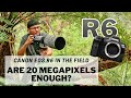 EOS R6 - Are 20 Megapixels enough? Canon EOS R6 in the field - Bird Photography review