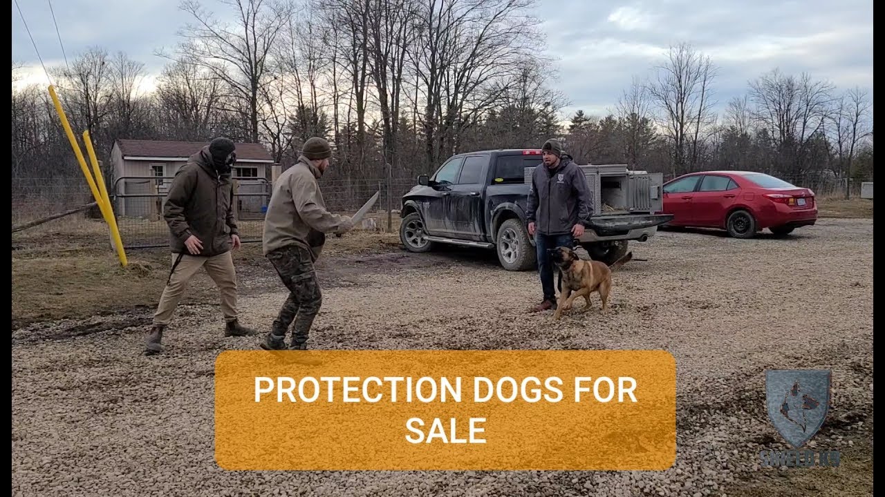Executive Protection Dogs Canada 🇨🇦  - Shield K9