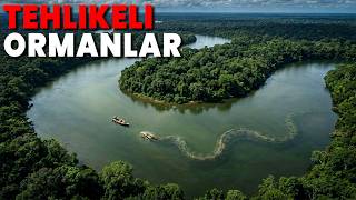 Dünyadaki En 15 Tehlikeli Balta Girmemiş Orman
