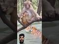 🙏🐒How sleepy is this? Wild animals are zero distance. #youtubeshorts #monkey #bandar #viralvideo