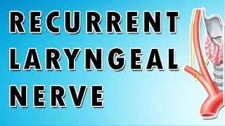 Recurrent Laryngeal Nerve