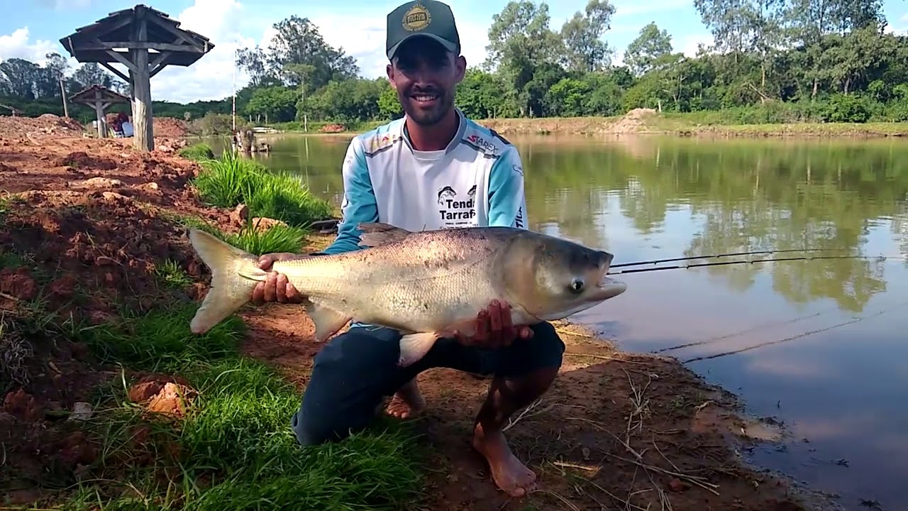 PISCICULTURA DAUDT - CARPA CABEÇUDA MONSTRA | ROTA DE PESCA - YouTube