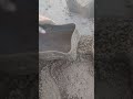 white grainy shapes making #cement #viral #sandmentcrushing #cementart #asmr #shapesmaking