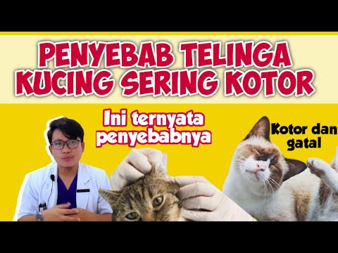 Video: Mengapa kucing suka tahi telinga?