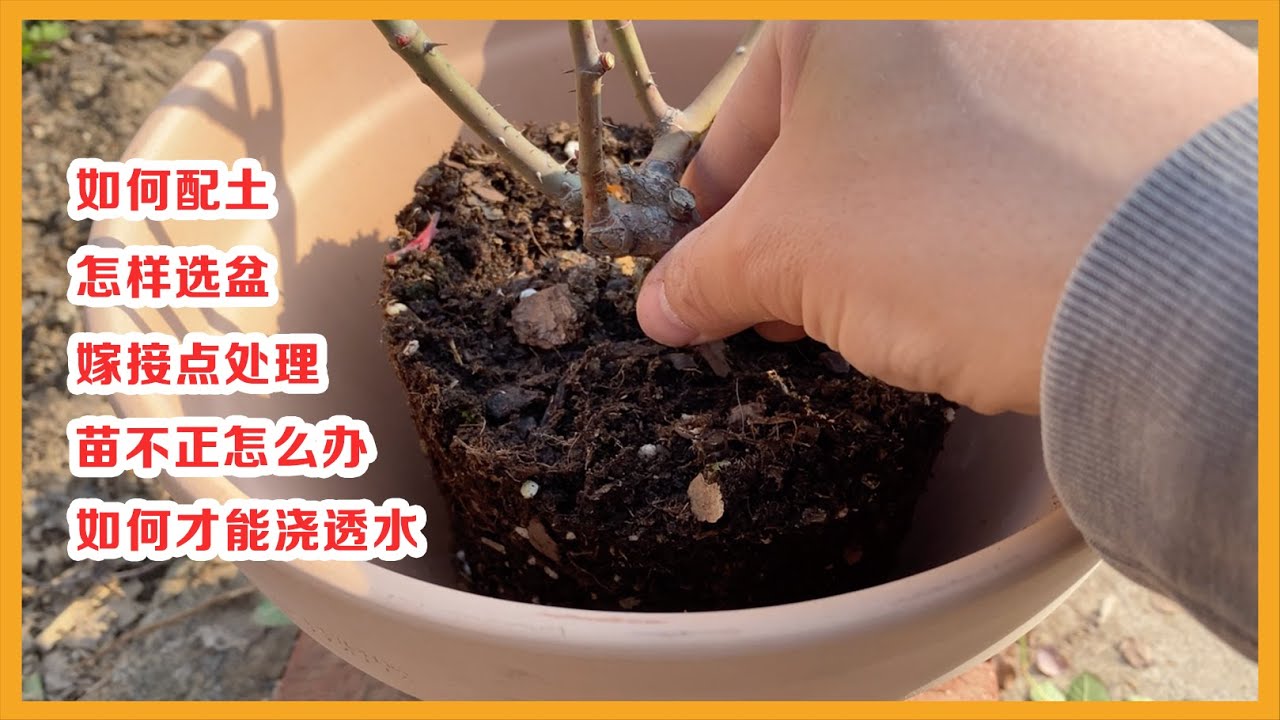 建议收藏！（可能是）最详细的盆栽月季教程 一次讲清楚如何配土 如何选花盆 苗不正如何处理 嫁接点的位置 如何浇透水Growing Roses In Containers丨5DC