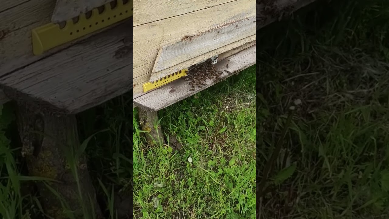 Почему пчелы сидят на прилетной доске?