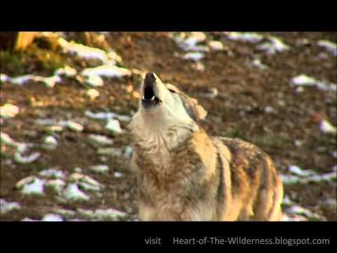 awesome-wolf-howling-compilation