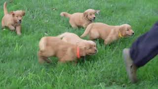 Golden Retriever Puppies For Sale