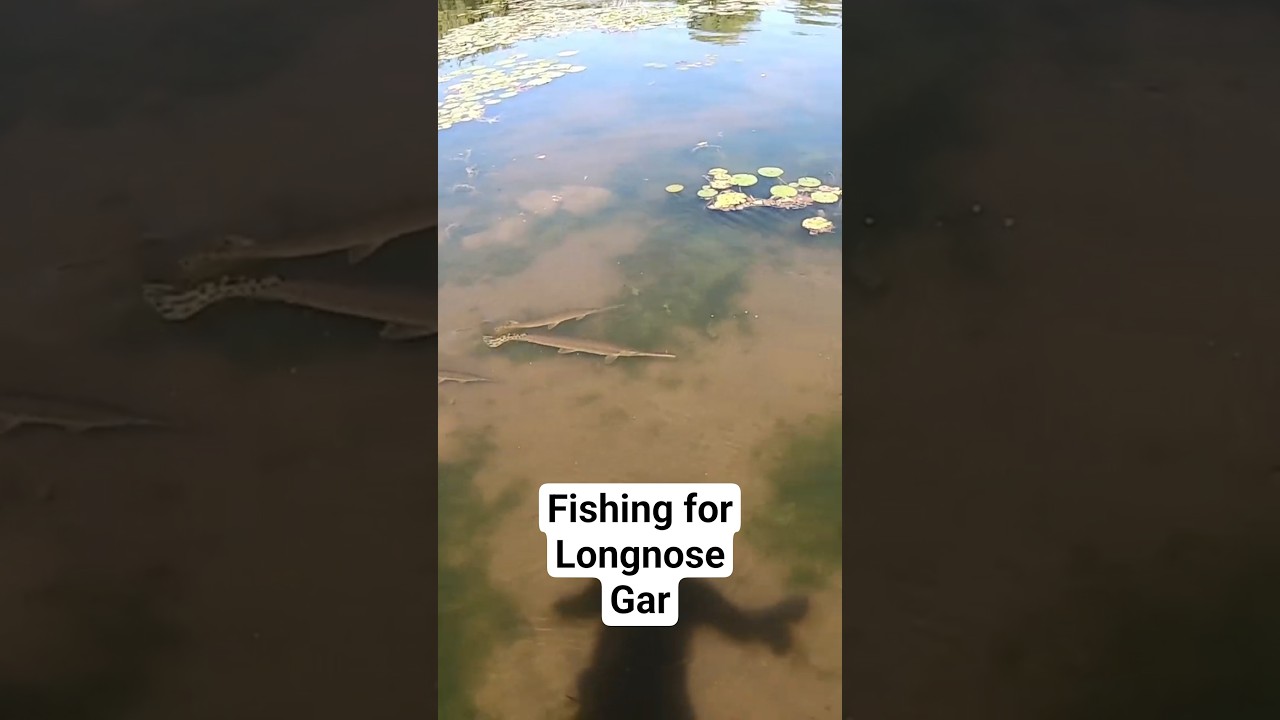 Longnose Gar Fishing – ACR Fishing Adventures #fishing #flyfishing