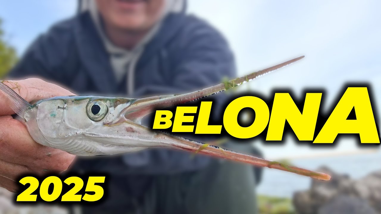 Złowiłem pierwsze Belony! Spinning w Bałtyku!