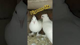 "This Smart Pigeon Will Blow Your Mind 🤯🐦" #Pigeon