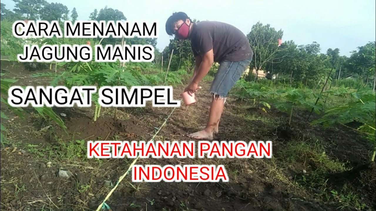 Cara Menanam Jagung Manis 