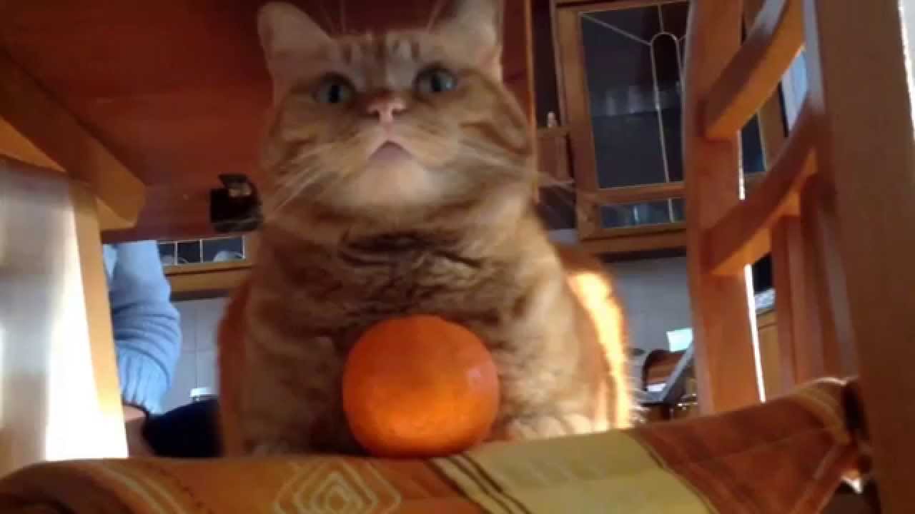 life facebook Cat and orange - SISSI THE RED CAT