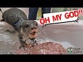 カワウソ ビンゴ 浴槽にチャレンジ！Otter Bingo finally swim in the bathtub?