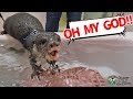 カワウソ ビンゴ 浴槽にチャレンジ！Otter Bingo finally swim in the bathtub?
