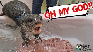 Otter Bingo finally swim in the bathtub?