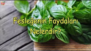 Fesleğenin Faydaları Nelerdir