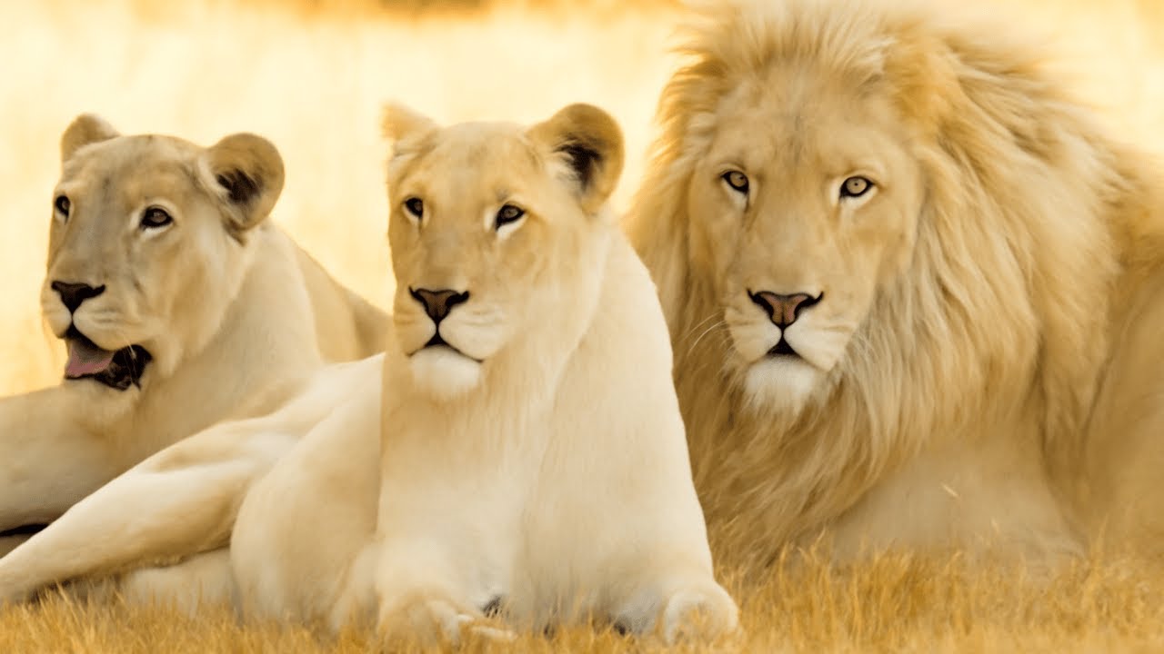 Inside the World of The Rare But Deadly Killers Of The Wild: White Lions’ Fierce Survival!