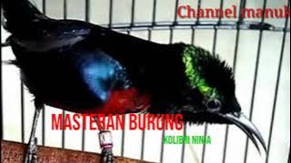 Masteran burung konin | Kolibri ninja full tembakan 30 menit tampa henti