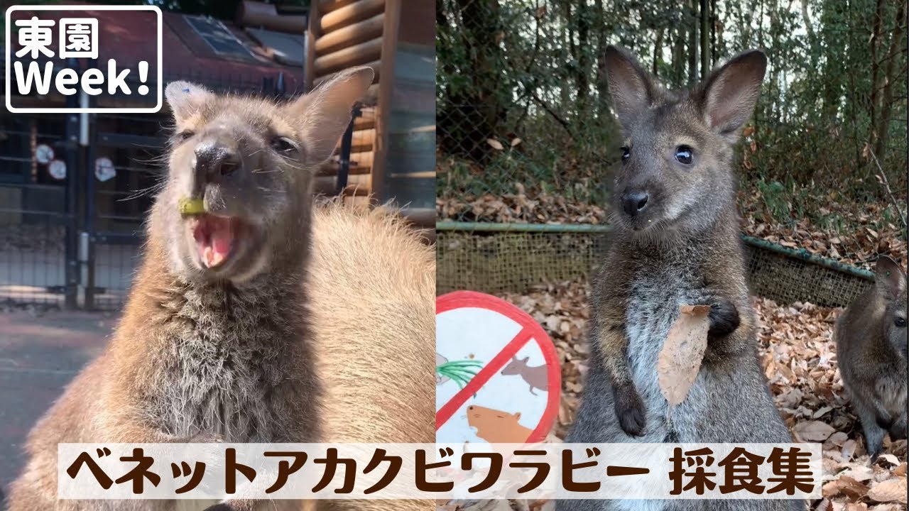 東園week ベネットアカクビワラビーの採食集 Youtube