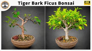 Tiger Bark Ficus Bonsai - Side Character