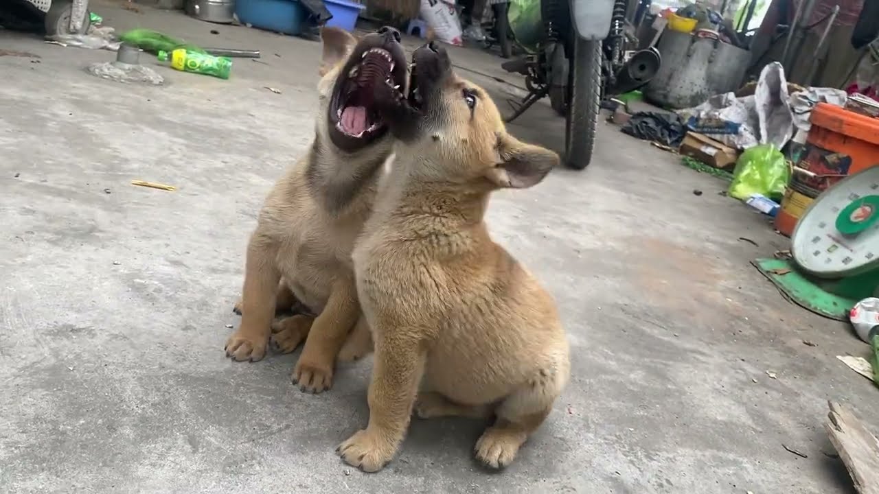 Two Golden Dog Brothers That Will Melt Your Heart