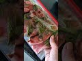 3 marinados sencillos y saludables para complementar tu proteína Kowi  🐽#elsabordelcerdomexicano