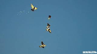 Φάσσες στα βουνά Hunting wood pigeon Palombes caza de Palomas Torcaces caccia al Colompaccio  Νο6