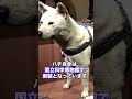 【号泣】忠犬ハチ公と呼ばれるワケ 切なすぎる真実 -ハチのお墓はある?-
