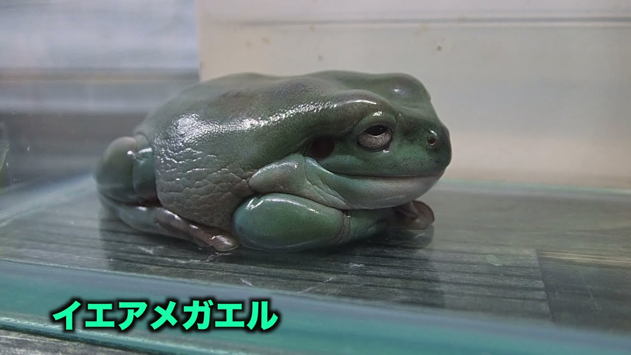 イエアメガエル日中のルーティン Youtube