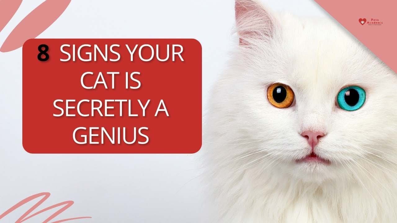 8 Signs Your Cat Is Secretly A Genius - YouTube