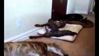 My Greyhounds hard at work.3gp