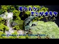 【あの古龍は今・・・】人跡未踏の地で隠居中！ヤマツカミの日常をジオラマにしてみた【モンスターハンター】