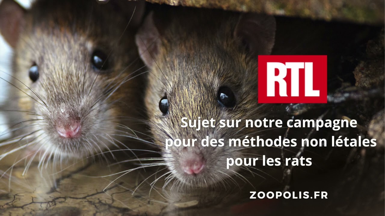 Résumé d'une étude sur les différentes méthodes létales et la souffrance  des rats - PAZ