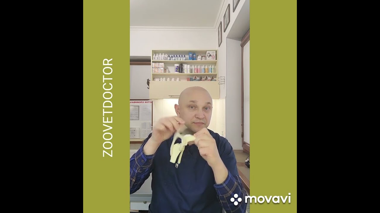 Вывих коленного сустава, вывих коленной чашечки у собак, панельный вывих у собак #ушаковдмитрий
