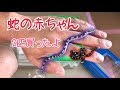 【コーンスネーク】ヘビの赤ちゃんを2匹買い餌をあげました