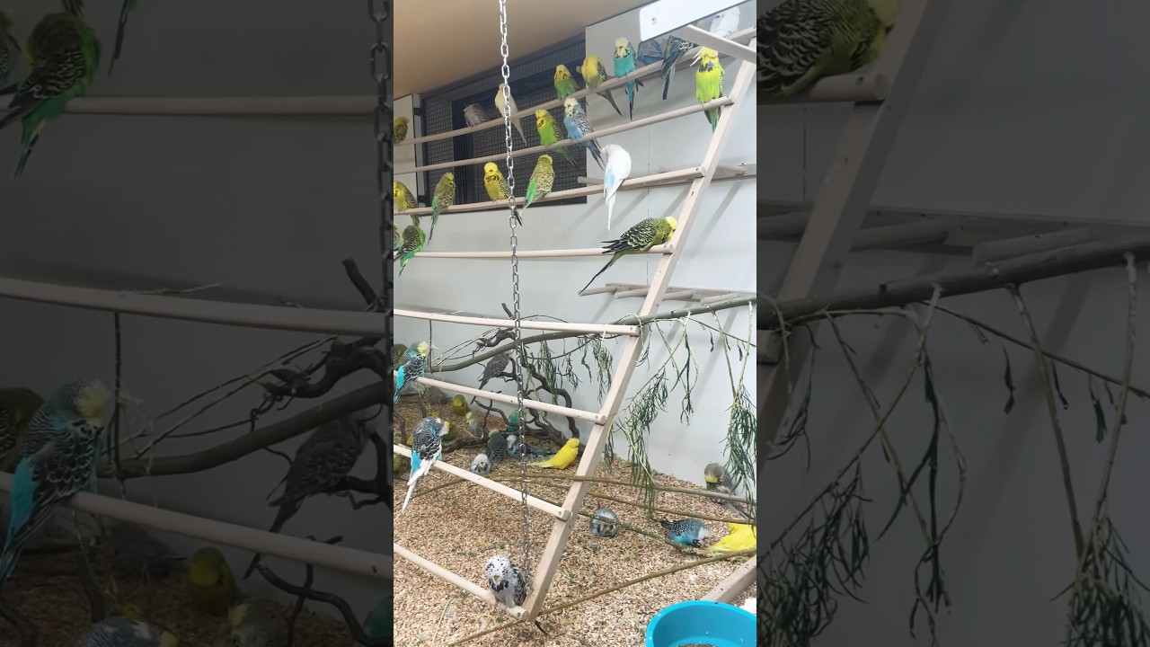 Budgerigars in ths flight from Daniel Lutolf 